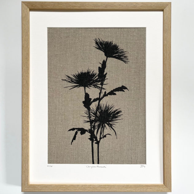 Chrysanthemum Framed copy