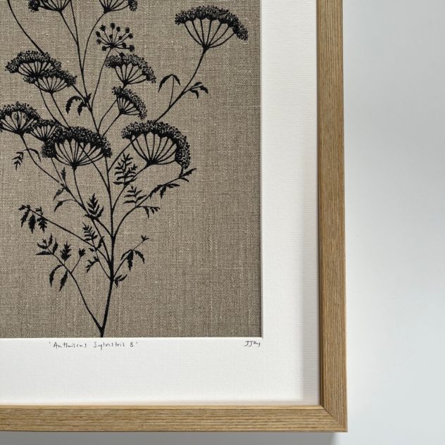 Cow Parsley Framed Close Up